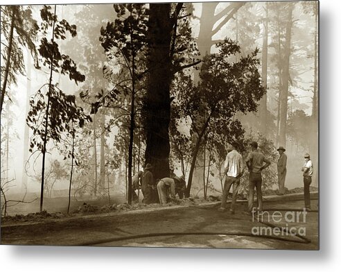 Forest Fire Metal Print featuring the photograph Forest fire Crew in Pine Forest Pebble Beach Sept. 7 1949 by Monterey County Historical Society