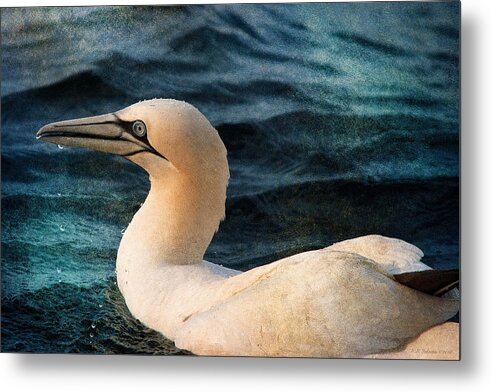 Gannet Metal Print featuring the photograph Gannet Swim by WB Johnston