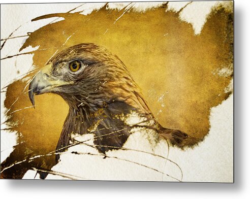 Golden Eagle Metal Print featuring the photograph Golden Eagle Grunge Portrait by Eleanor Abramson