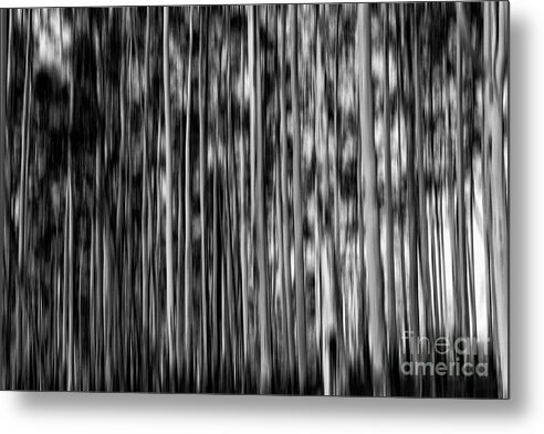 Gum Trees Metal Print featuring the photograph Gum trees in mono by Sheila Smart Fine Art Photography