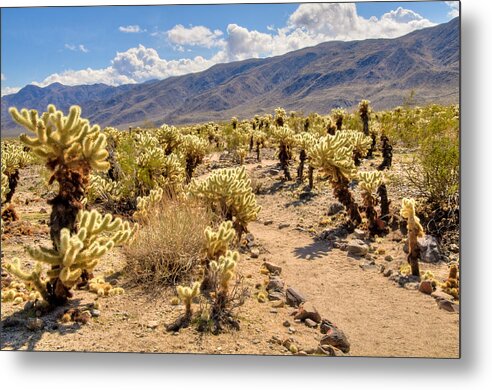 California Metal Print featuring the photograph Hiking Trail Through Chollo Garden by Connie Cooper-Edwards