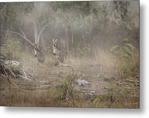 Australia Metal Print featuring the photograph Kangaroos In The Mist by Az Jackson