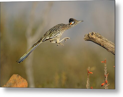 Greater Metal Print featuring the photograph Leaping Roadrunner by Scott Linstead
