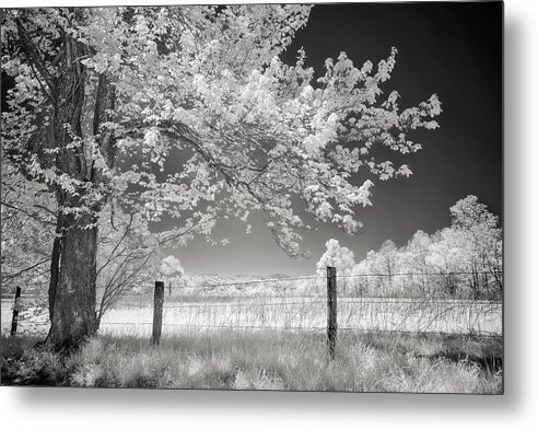 Art Metal Print featuring the photograph Leaves of Spring by Jon Glaser