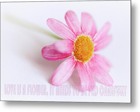 Pink Metal Print featuring the photograph Love is a flower by Nick Biemans