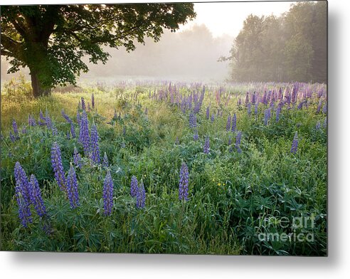 Fields Of Lupine Festival Metal Print featuring the photograph Lupine Field by Susan Cole Kelly