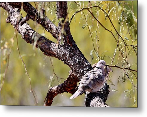 Nature Metal Print featuring the photograph Mesquite by Sheila Ping