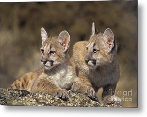 Mountain Lion Metal Print featuring the photograph Mountain Lion Cubs on Rock Outcrop by Dave Welling