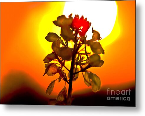 Agriculture Metal Print featuring the photograph Mustard Sunset by Roger Monahan