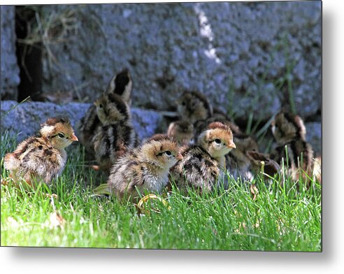Quail Metal Print featuring the photograph Nevada Chicks by Donna Kennedy