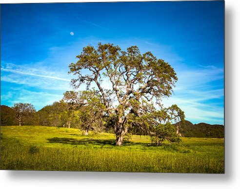 Agriculture Metal Print featuring the photograph Oak Tree Green Meadow Moon Rising by Connie Cooper-Edwards