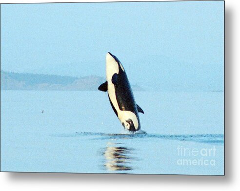 Orca Metal Print featuring the photograph Orca west side of San Juan Island 1986 by Monterey County Historical Society