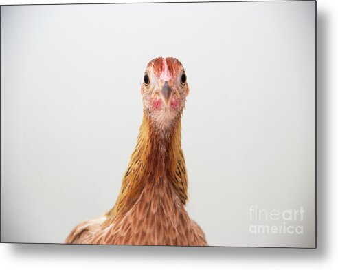 Chickens Metal Print featuring the photograph Phoenix Chicken by Jeannette Hunt