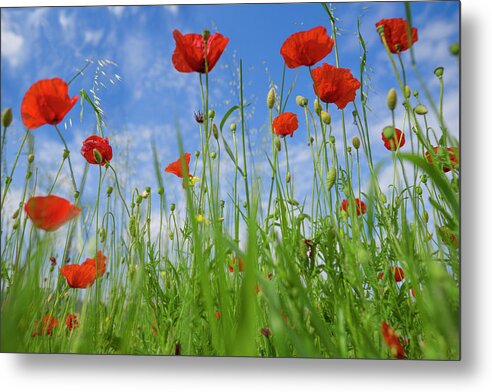 Poppies Metal Print featuring the photograph Poppies II by Giovanni Allievi