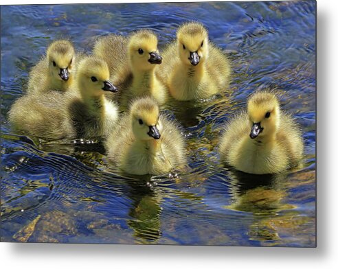 Goslings Metal Print featuring the photograph Precious Goslings by Donna Kennedy