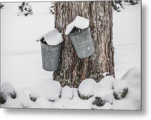 New England Metal Print featuring the photograph Sap Buckets by Robert Clifford