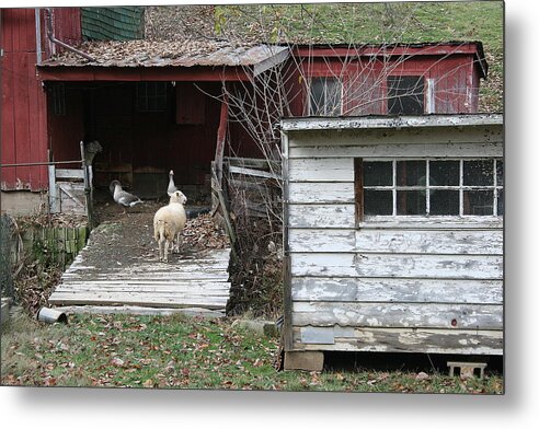 Old Barn Metal Print featuring the photograph Secure by William Albanese Sr