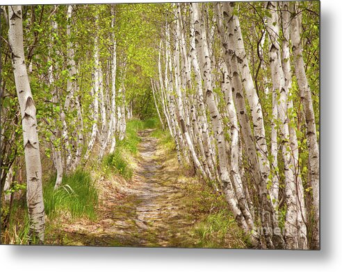 Acadia National Park Metal Print featuring the photograph Spring Birch by Susan Cole Kelly