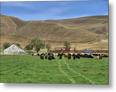 Cows Metal Print featuring the photograph Spring Grazing by Donna Kennedy