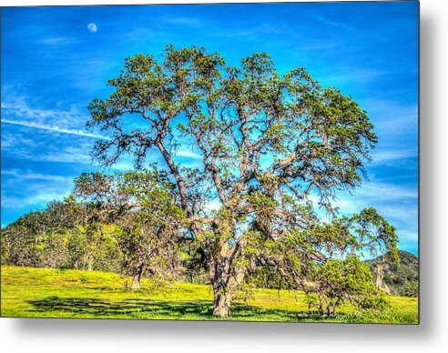 Agriculture Metal Print featuring the photograph Spring Oak Moon Rise by Connie Cooper-Edwards