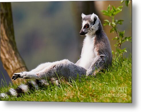 Animal Metal Print featuring the photograph Sun bathing Ring-tailed lemur by Nick Biemans