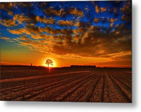 Sunset Metal Print featuring the photograph Sunset Oak by Rod Melotte