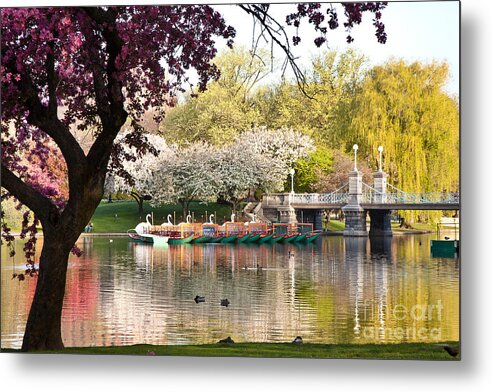 Apple Blossoms Metal Print featuring the photograph Swan Boats with Apple Blossoms by Susan Cole Kelly