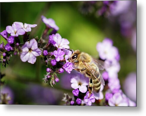 Bee Metal Print featuring the photograph The Pollinator by Rick Deacon
