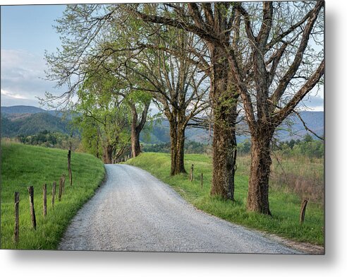 Art Metal Print featuring the photograph Trees on a Path by Jon Glaser