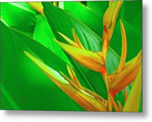 Hawaii Metal Print featuring the photograph Tropical Day Dream by James Temple