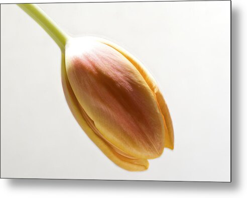 Orange Metal Print featuring the photograph Tulip on White by Cheryl Day