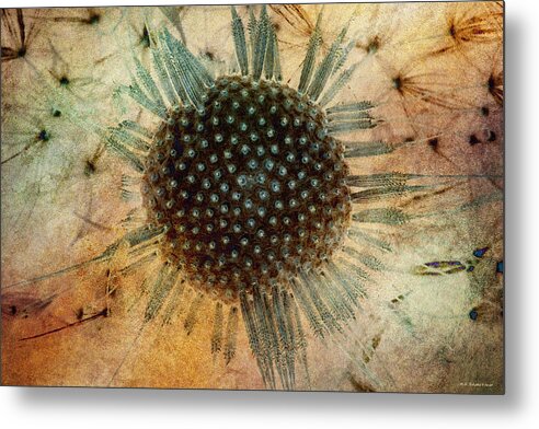 Dandelion Metal Print featuring the photograph Unseeded 14 by WB Johnston