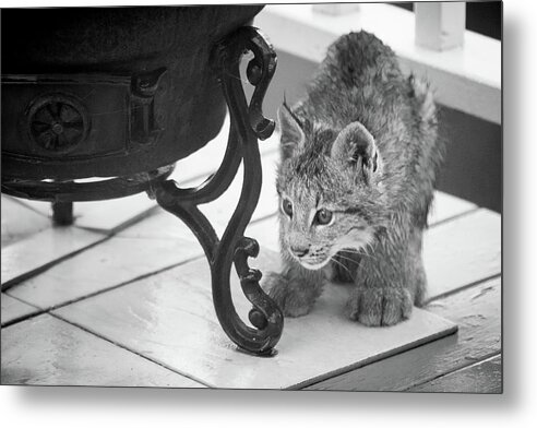 Lynx Metal Print featuring the photograph Wait For It by Tim Newton