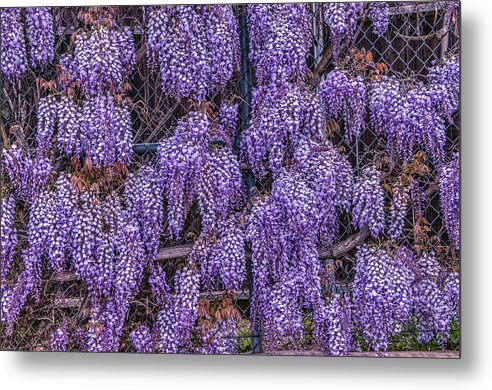 Beautiful Metal Print featuring the photograph Wall of Wisteria by Connie Cooper-Edwards