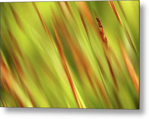 Grass Metal Print featuring the photograph Wild Grass by Cheryl Day