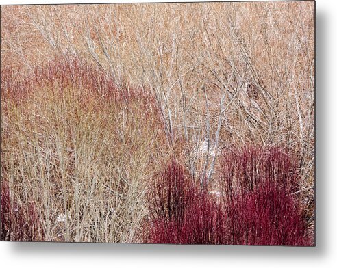 Willow Metal Print featuring the photograph Willows in winter by Hitendra SINKAR