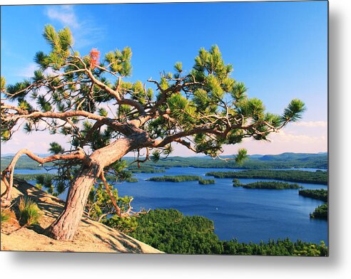 Windswept Metal Print featuring the photograph Windswept Pine on Rattlesnake Mountain by Roupen Baker