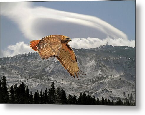 Red Tail Hawk Metal Print featuring the photograph Windy Flight by Donna Kennedy