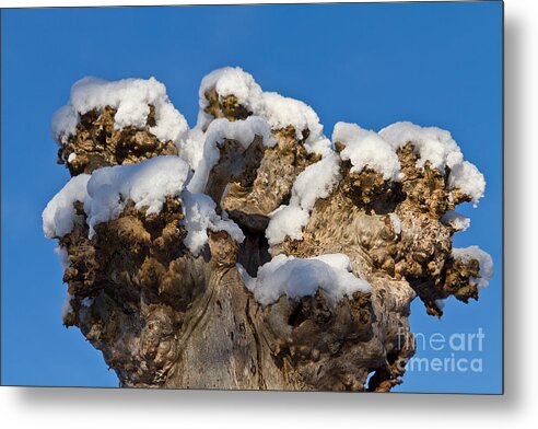 Winter Metal Print featuring the photograph Winter Crown by Lutz Baar