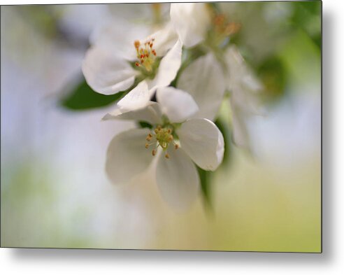 Blossom Metal Print featuring the photograph Winter White and Spring Green by Pamela Taylor