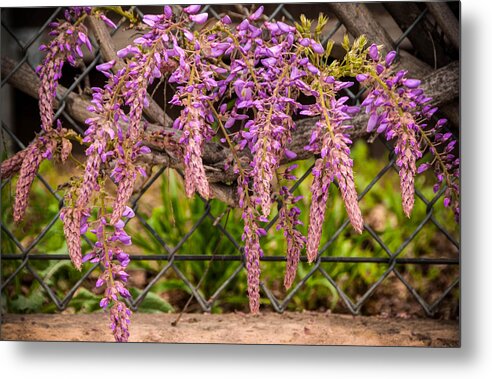 Beautiful Metal Print featuring the photograph Wisteria Blooming by Connie Cooper-Edwards