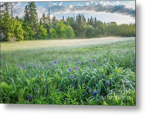 America Metal Print featuring the photograph Iris Meadow 2 #2 by Susan Cole Kelly