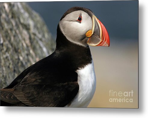 Atlantic Puffin Metal Print featuring the photograph Atlantic Puffin by Jeannette Hunt