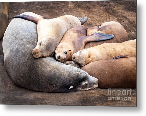 Harbor Seals Metal Print featuring the photograph A Family of Harbor Seals Asleep on the Rocks by L Bosco