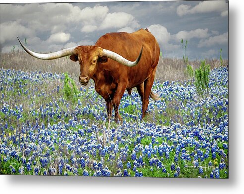 Longhorn Metal Print featuring the photograph Big Red by Linda Lee Hall