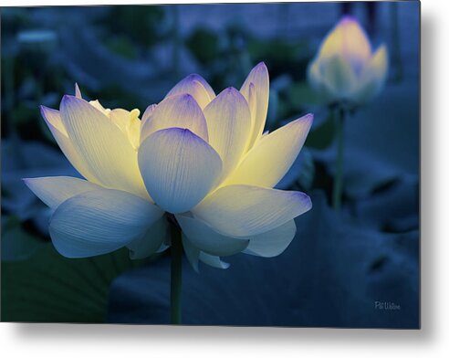 Flower Metal Print featuring the photograph Blue Hour by Pat Watson