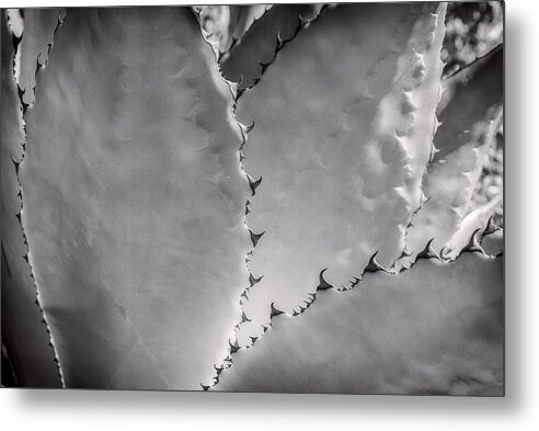 © 2015 Lou Novick All Rights Reserved Metal Print featuring the photograph Cactus 1 by Lou Novick