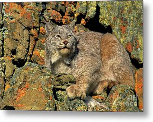 Canadian Lynx Metal Print featuring the photograph Canadian Lynx on Lichen-covered Cliff Endangered Species by Dave Welling