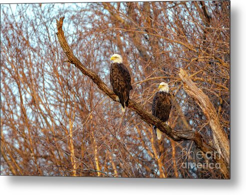 2018 Metal Print featuring the photograph Eagles Watching the Sunset by Wild Fotos
