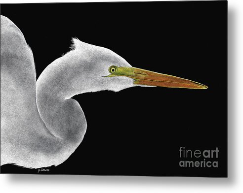 Egret Metal Print featuring the drawing Great White Egret by Sheryl Unwin